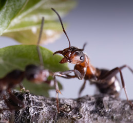 Ant on Tree. Nature.