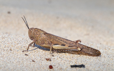grasshopper on the beach