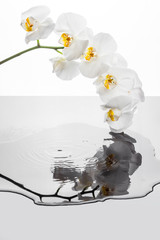 Białe kwiaty orchidei odbijające eis w pofalowanej kałuży. Storczyk i krople w padające do wody.