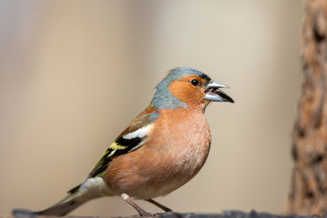 Chaffinch on a branch