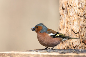 Chaffinch on a branch