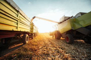 Fototapeta premium Harvest
