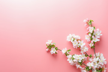 Obraz na płótnie Canvas Sakura blooming, spring flowers on a pink background with space for a greeting message. The concept of spring and mother's day. Beautiful delicate pink cherry flowers in springtime