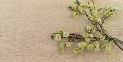 Willow on a wooden Board.