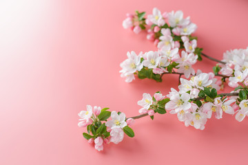 Sakura blooming, spring flowers on a pink background with space for a greeting message. The concept of spring and mother's day. Beautiful delicate pink cherry flowers in springtime