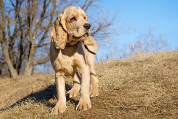 Portrait of a English Cocker Spaniel on a blue sky 