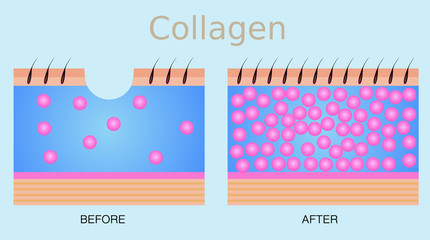 Collagen ,skin vector
