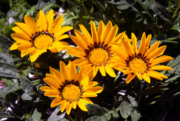 Beautiful orange flowers in a botanical garden