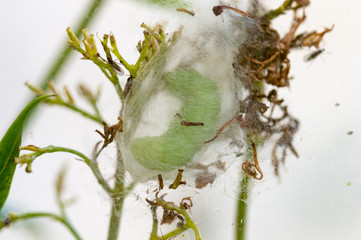Large green caterpillar spinning a cocoon preparing to pupate.