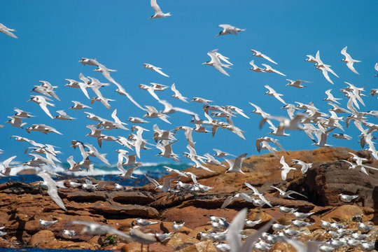 lesser crested tern parks and reserves of south africa