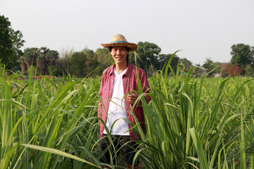 Man farmer standing in the sugarcane farm and wearing a straw hat.