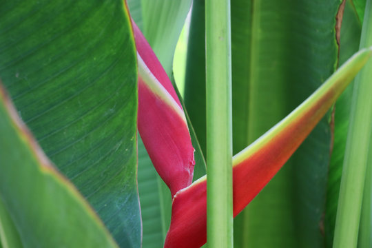 Bird of Paradise bright flower colorful in the nature