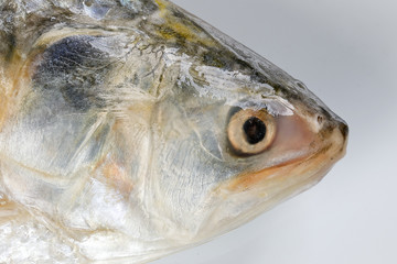 Tenualosa ilisha  hilsa herring terbuk fish on white background