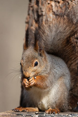 Squirrel in the autumn park