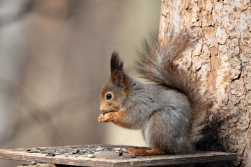 Squirrel in the autumn park