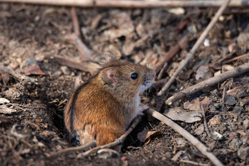 The striped field mouse