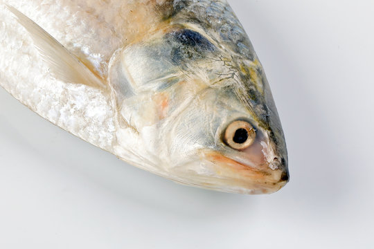 Tenualosa ilisha  hilsa herring terbuk fish on white background