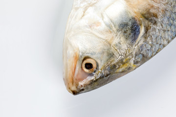 Tenualosa ilisha  hilsa herring terbuk fish on white background