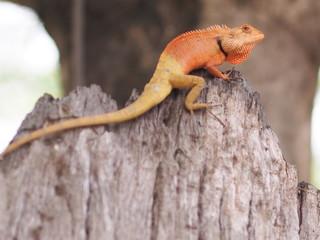 Chameleon on tree