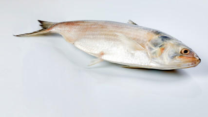 Tenualosa ilisha  hilsa herring terbuk fish on white background