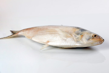 Tenualosa ilisha  hilsa herring terbuk fish on white background