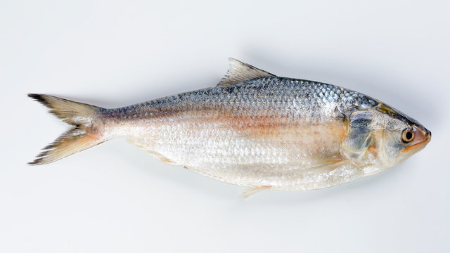 Tenualosa ilisha  hilsa herring terbuk fish on white background