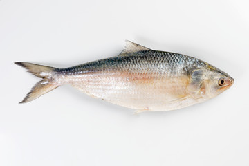 Tenualosa ilisha  hilsa herring terbuk fish on white background