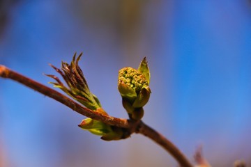 frühling