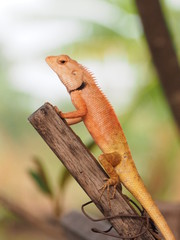 lizard on tree,chameleon on tree