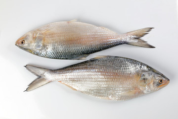 Tenualosa ilisha  hilsa herring terbuk fish on white background