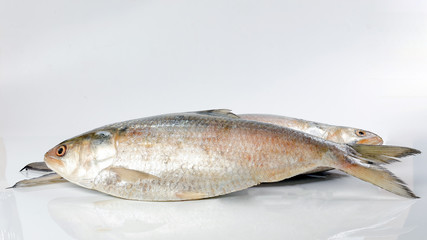 Tenualosa ilisha  hilsa herring terbuk fish on white background