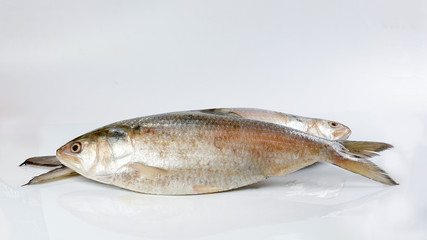 Tenualosa ilisha  hilsa herring terbuk fish on white background
