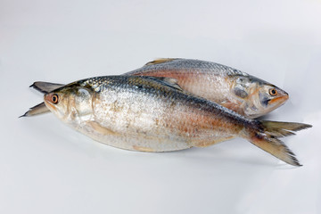 Tenualosa ilisha  hilsa herring terbuk fish on white background