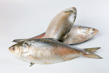 Tenualosa ilisha  hilsa herring terbuk fish on white background