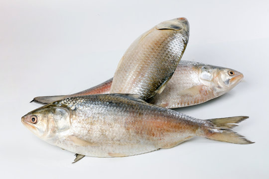 Tenualosa ilisha  hilsa herring terbuk fish on white background