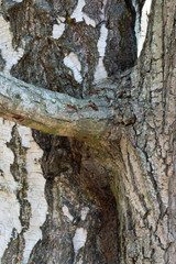 two trees oak and birch grown together