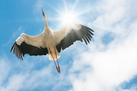 Wei&szlig;er Storch fliegt in blauem Himmel mit der Sonne im R&uuml;cken