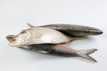 Tenualosa ilisha  hilsa herring terbuk fish on white background