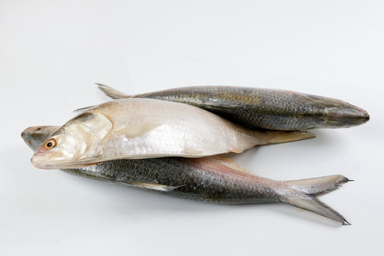 Tenualosa ilisha  hilsa herring terbuk fish on white background