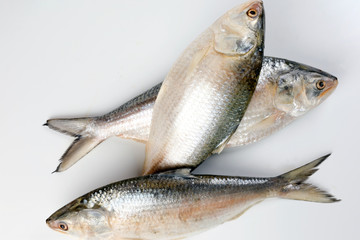 Tenualosa ilisha  hilsa herring terbuk fish on white background