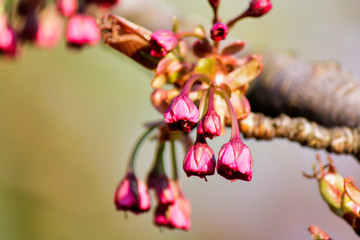 Blooming Cherry Tree in Spring. Blooming Buds and Flowers on a Tree Branch.