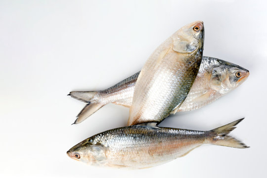 Tenualosa ilisha  hilsa herring terbuk fish on white background