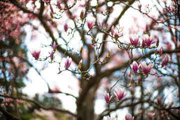 magnolia