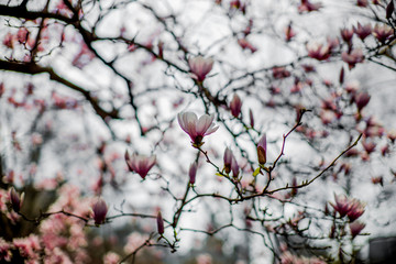 magnolia