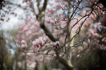 magnolia