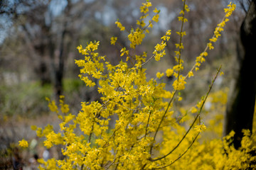 Forsythia koreana