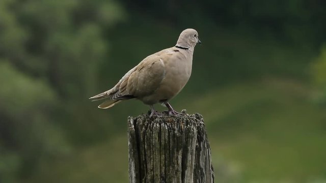 Eurasian collared dove looks around and flies away. Shallow DOF.