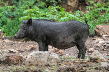 Female boar in garden