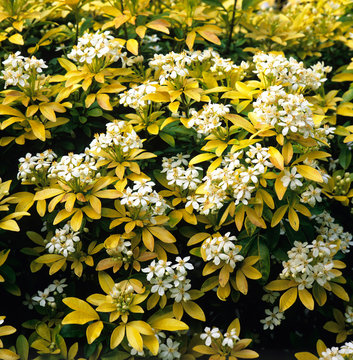 Choisya ternata Sundance in a flower border