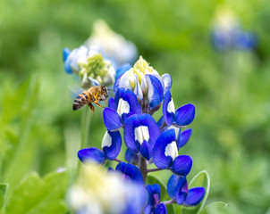 I Have To Eat It – A bee is having a fest in bluebonnets. Bluebonnet is Texas’s state flower. Every year in later March and early April, flowers spread all over the state like a giant flower blanket. 